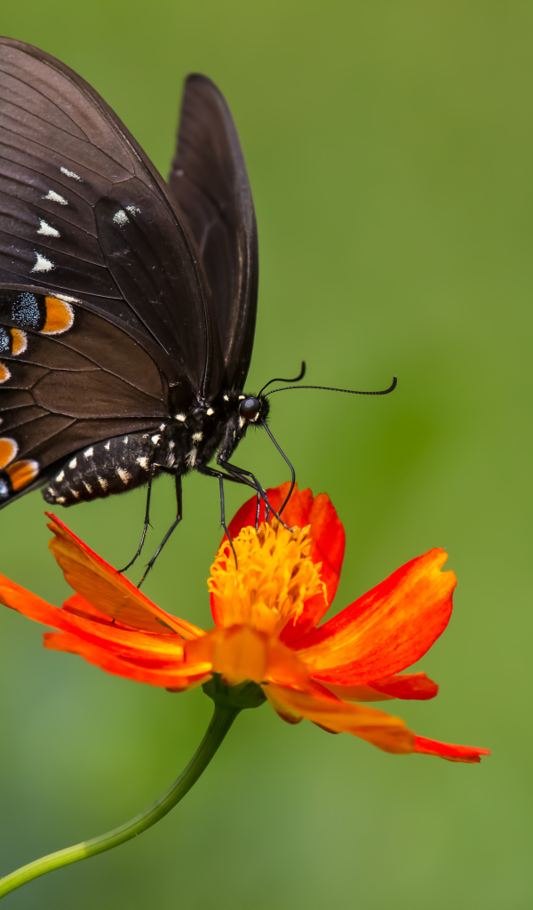 Красивая бабочка сидит на оранжевом цветке