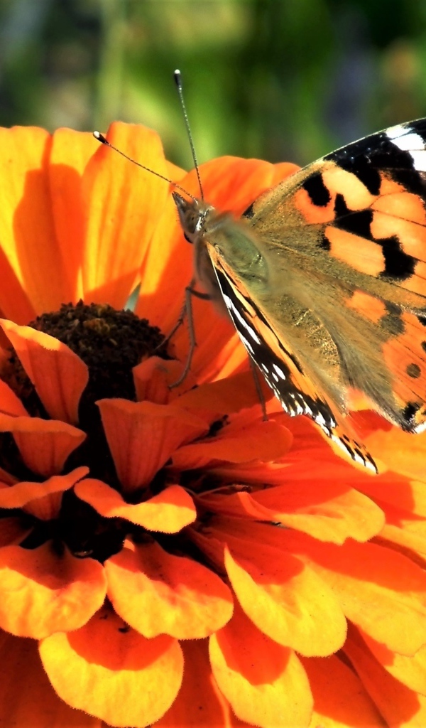 Красивая бабочка сидит на оранжевом цветке цинния