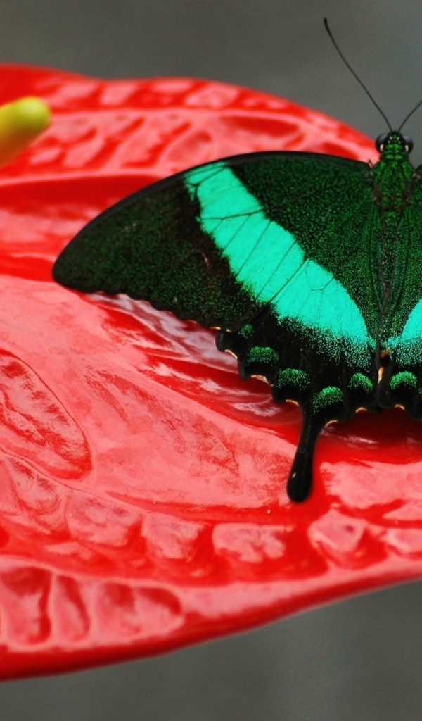 Красивая зеленая бабочка сидит на красном цветке