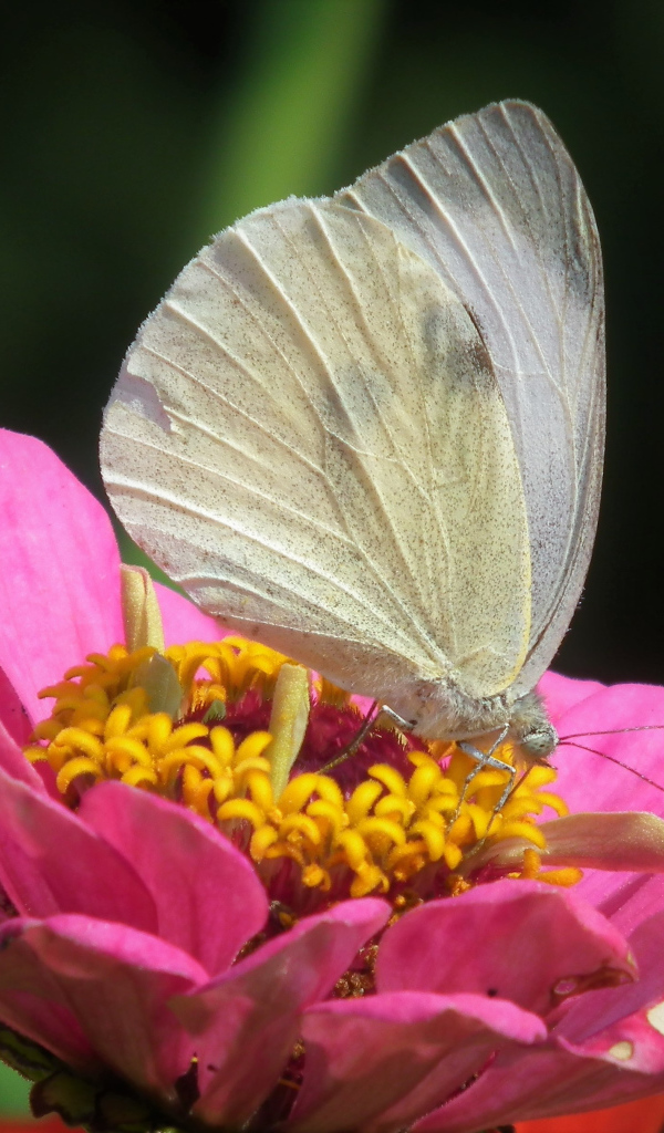 Красивая белая бабочка сидит на розовом цветке