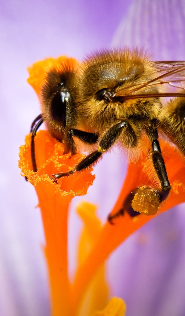 Пчела собирает нектар с цветка крупным планом