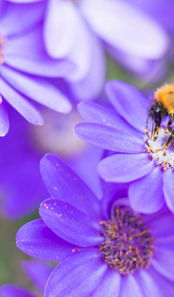 Пчела на красивом сиреневом цветке