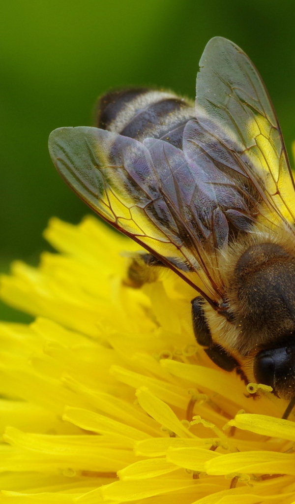 Пчела на желтом одуванчике крупным планом 