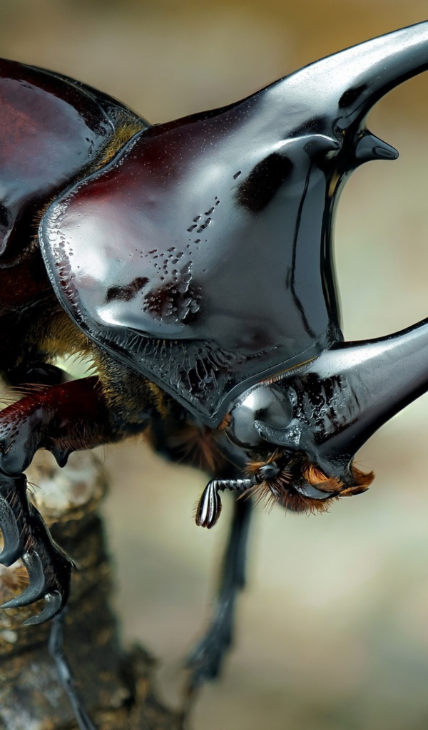 Большой коричневый жук дупляк 