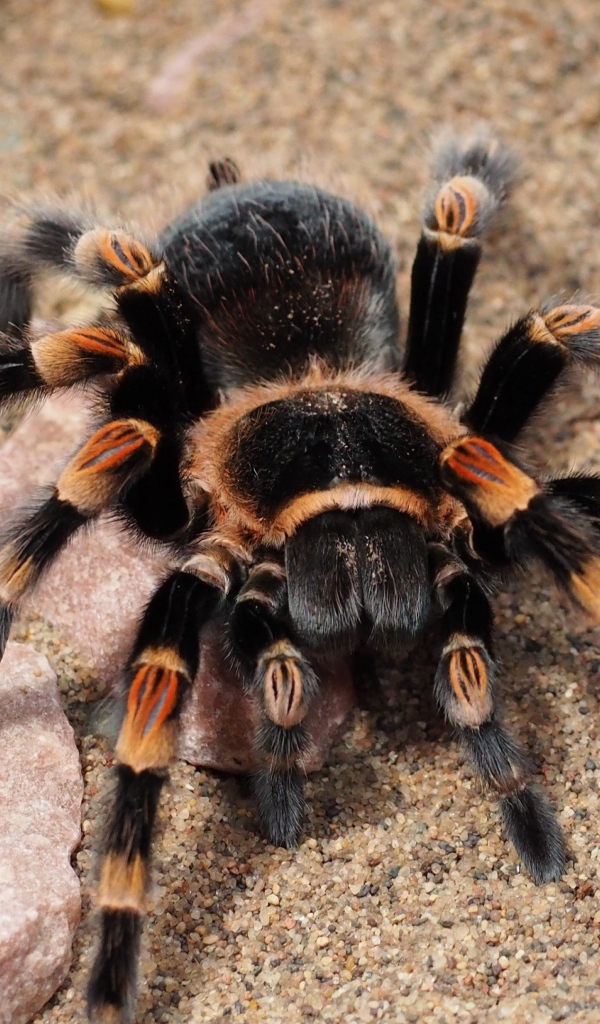 Большой опасный паук тарантул 