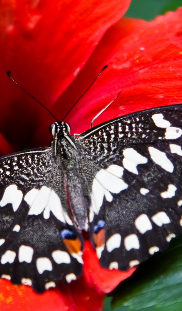 Черно белая бабочка на красном цветке гибискуса 