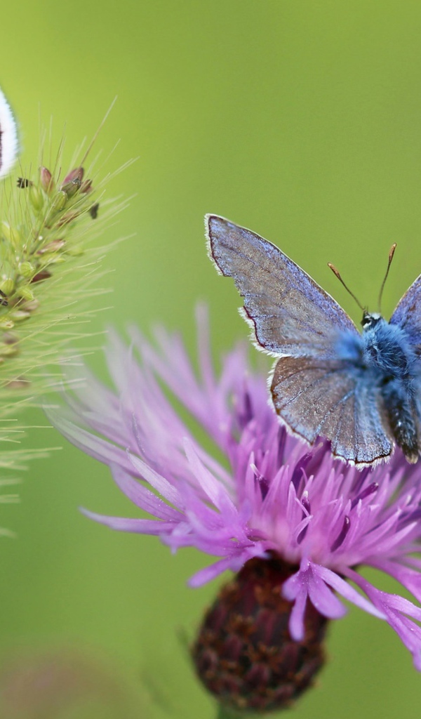 Синие бабочки на розовом цветке 