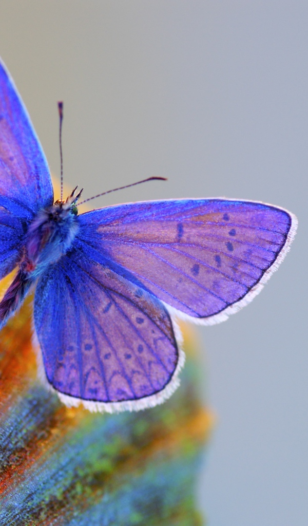 Синяя бабочка крупным планом 