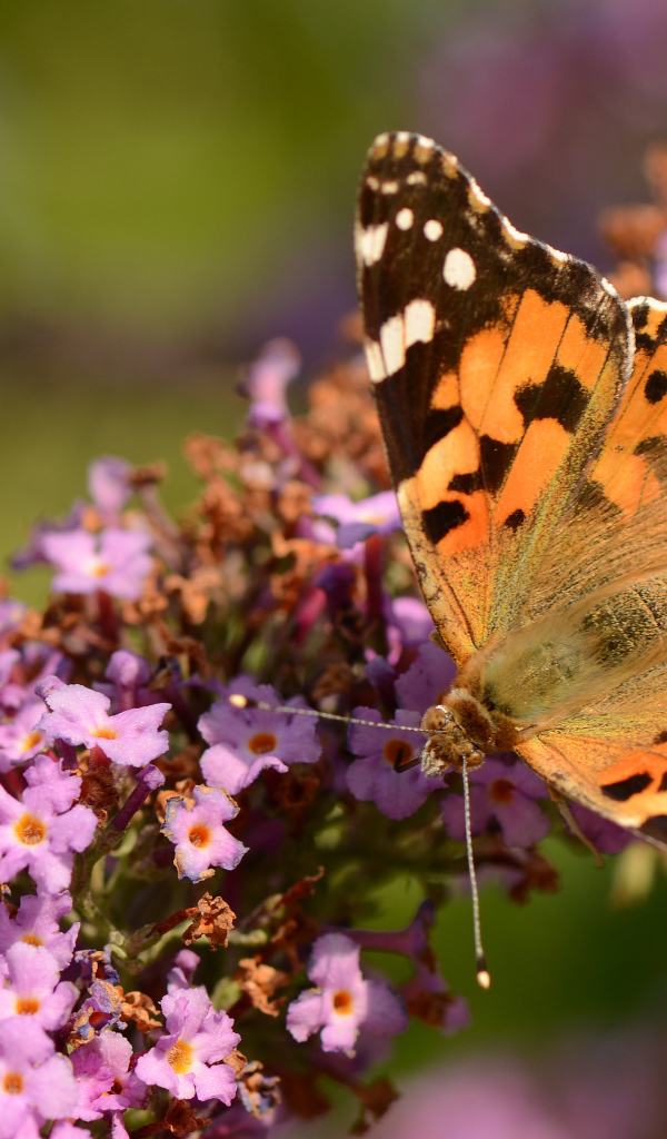 Коричневая бабочка на сиреневом цветке 