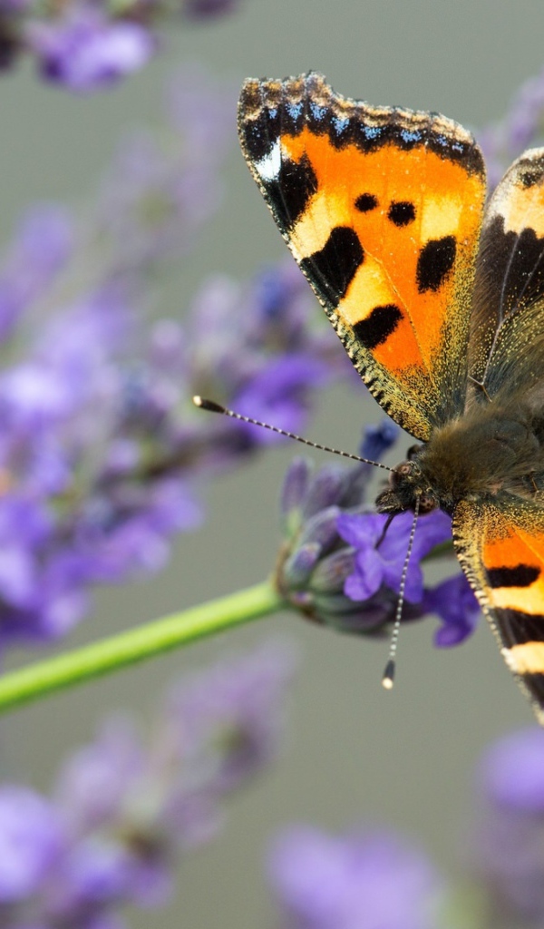 Коричневая бабочка сидит на лавандовом цветке 