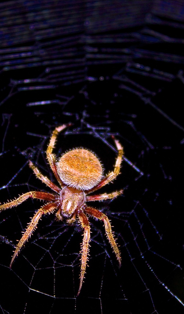 Коричневый паук на паутине 