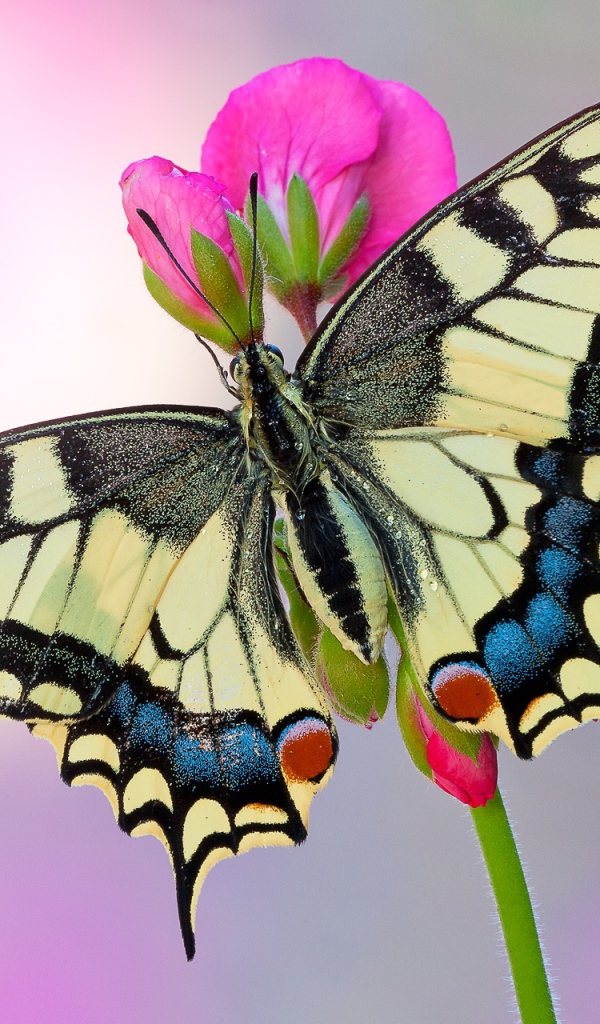 Бабочка Махаон на розовом цветке 