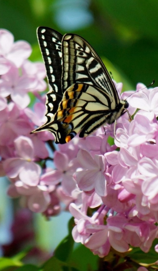 Бабочка махаон на ветке розовой сирени 