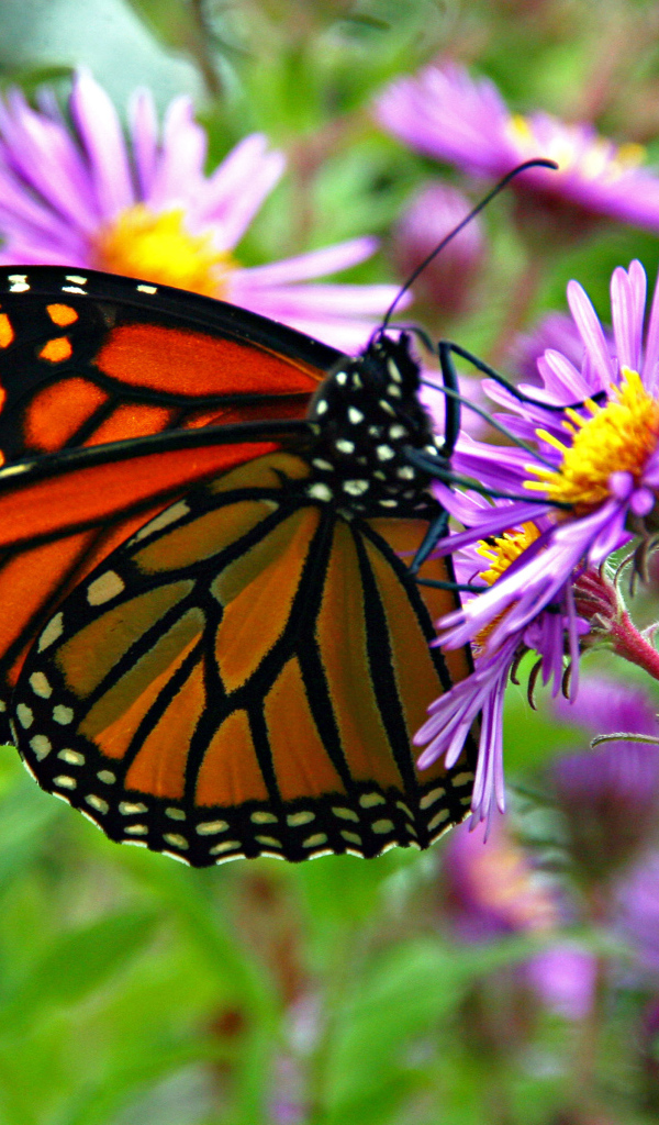 Бабочка монарх сидит на сиреневом осеннем цветке