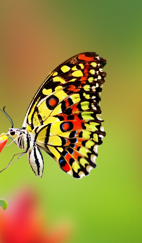 Бабочка сидит на красном цветке имбиря