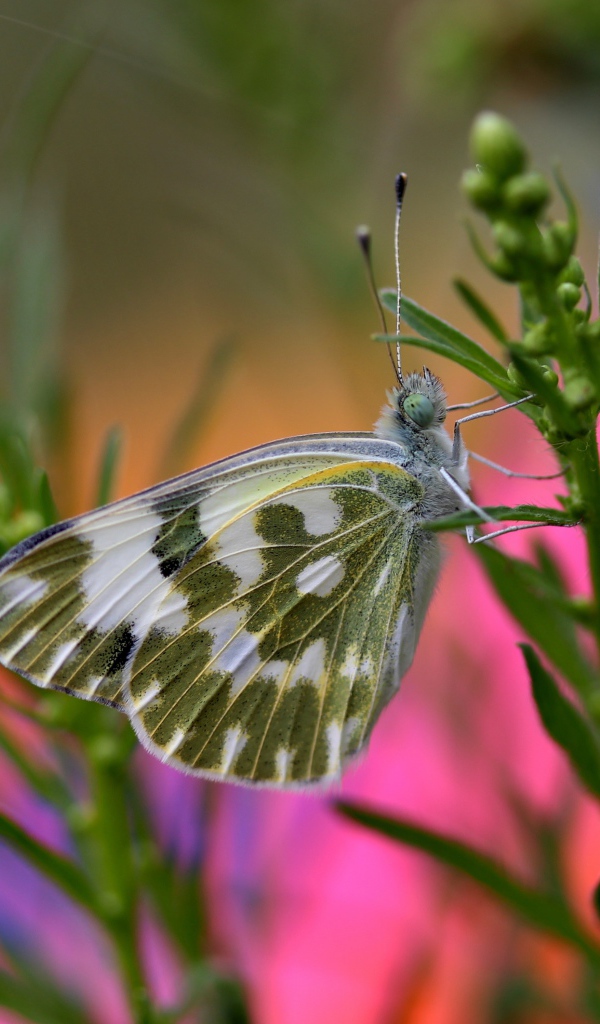 Бабочка сидит на зеленом растении крупным планом