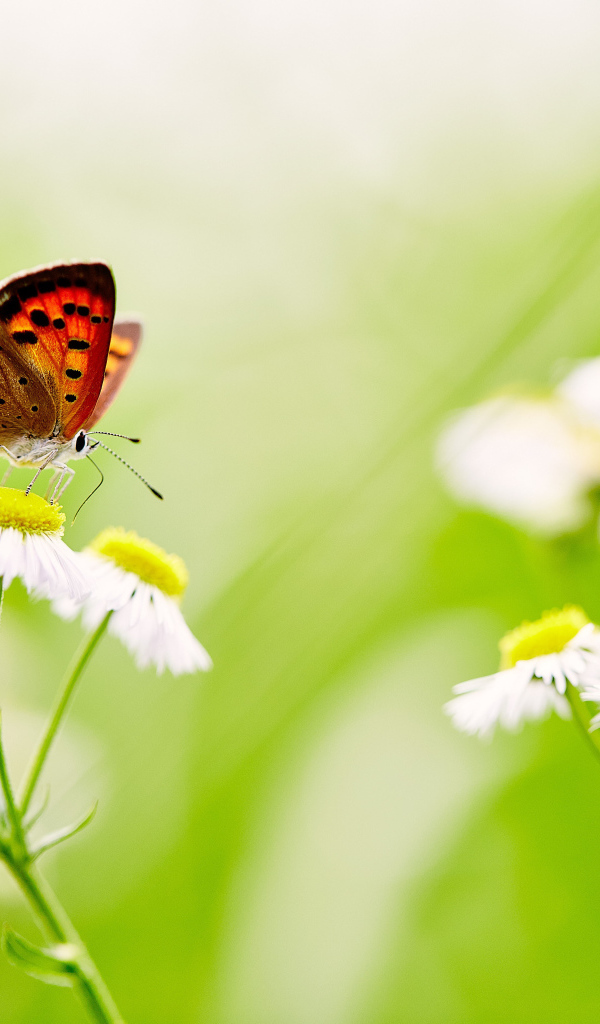 Бабочка сидит на белой ромашке 