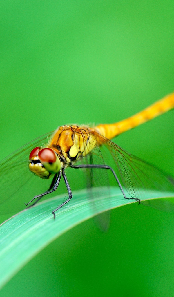 Стрекоза сидит на зеленом листе фото крупным планом