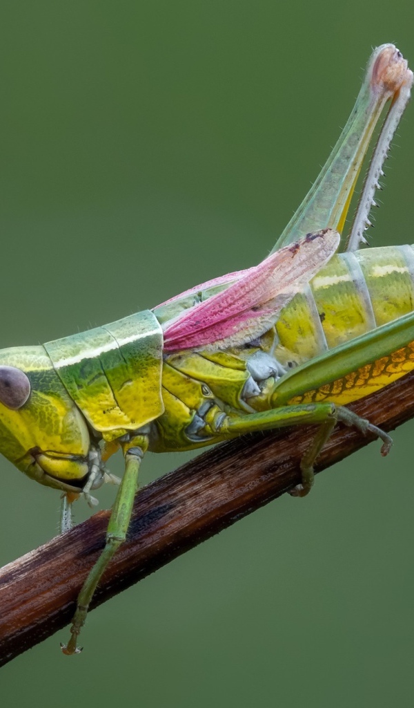 Зеленый кузнечик на ветке крупным планом 