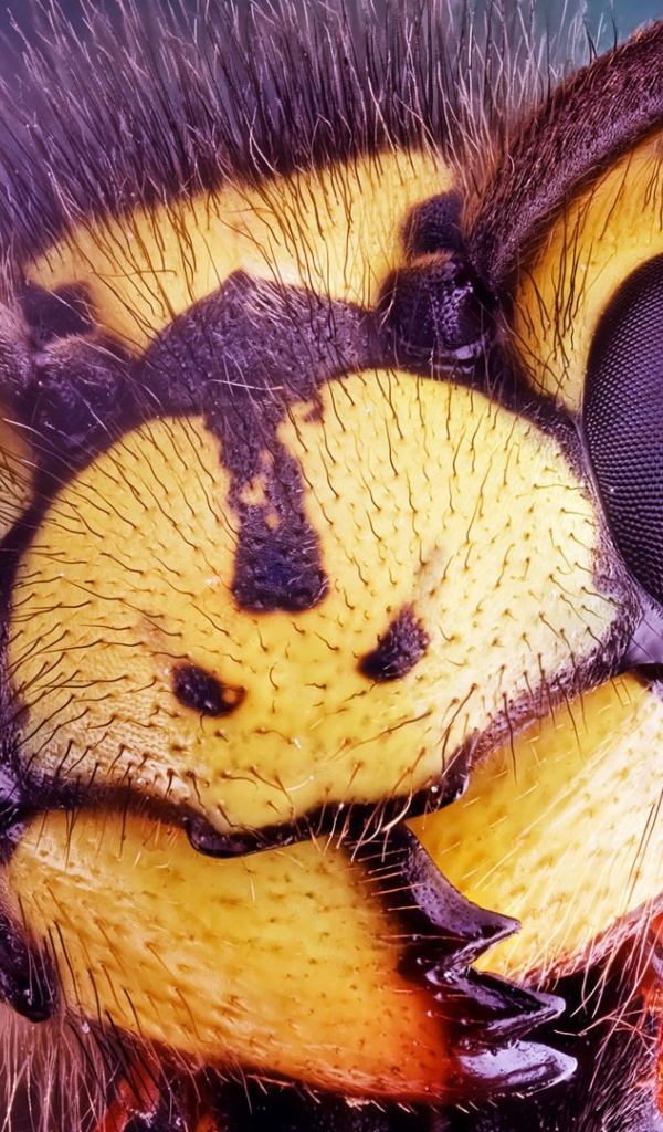 Голова осы крупным планом 