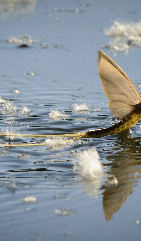 Насекомое Палингения длиннохвостая в воде 