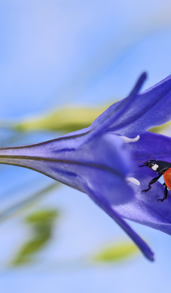 Божья коровка на сиреневом цветке 