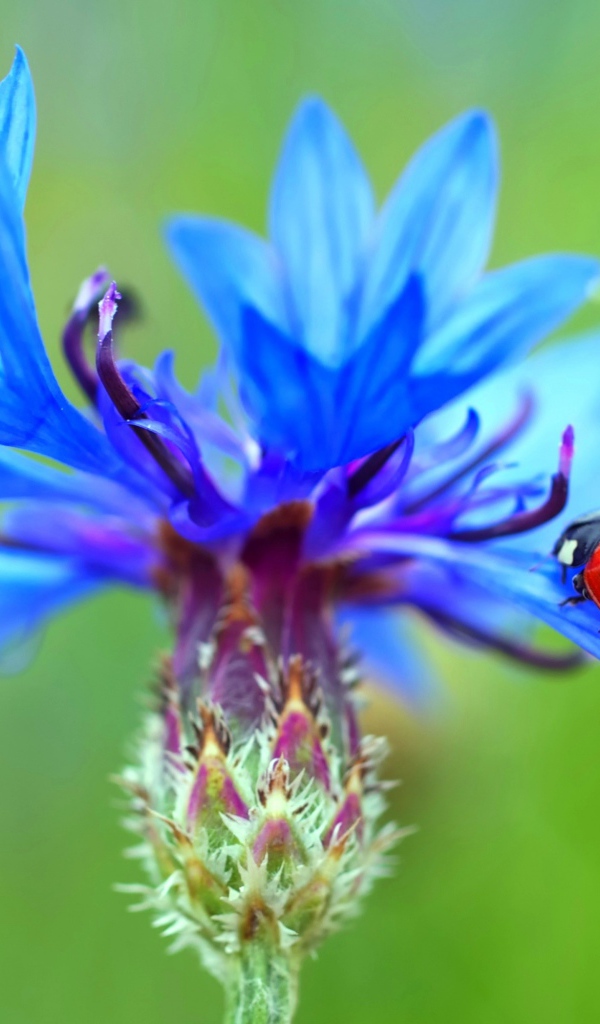 Божья коровка сидит на голубом васильке