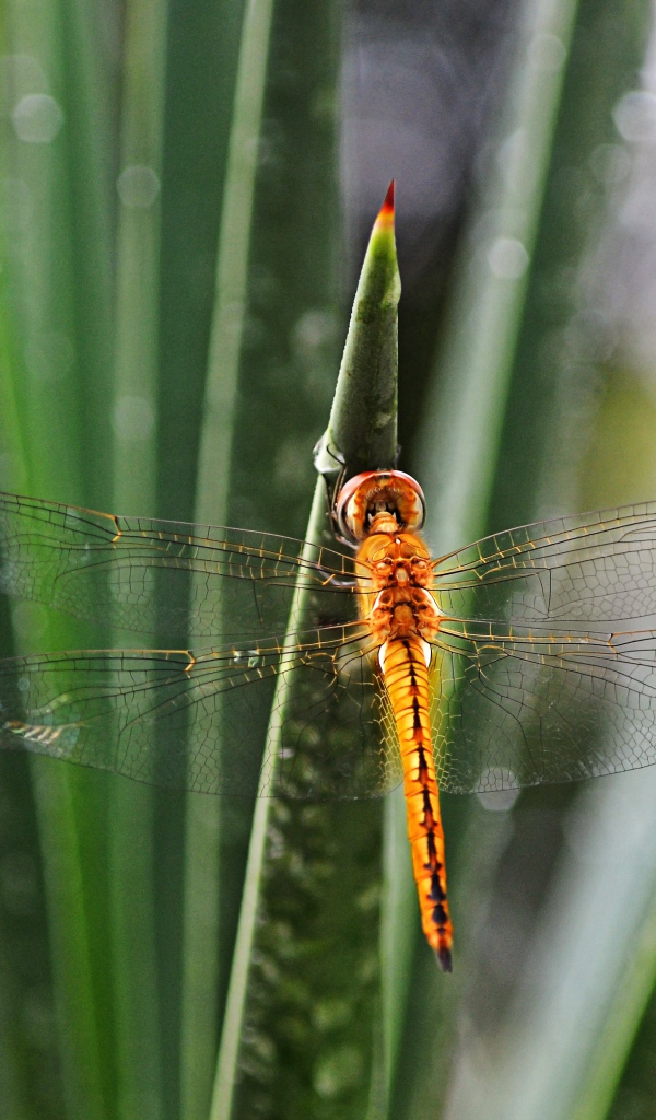 Оранжевая стрекоза на зеленом листе 
