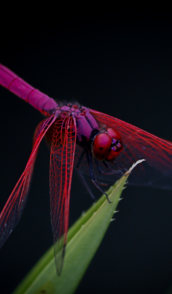 Красная стрекоза сидит на зеленом листе