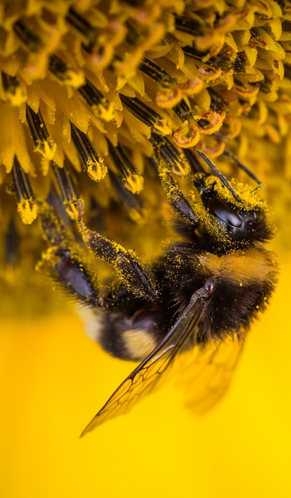 Маленькая пчела на подсолнухе 