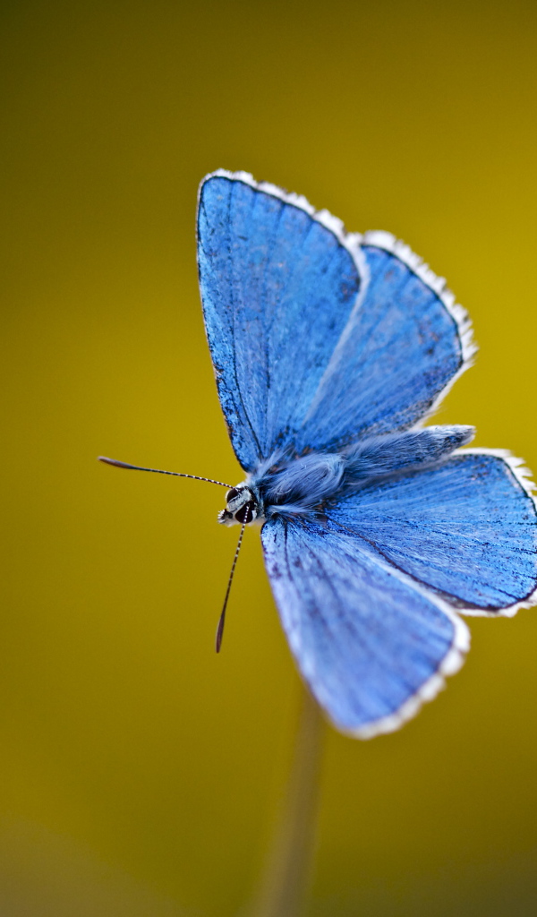Маленькая голубая бабочка крупным планом