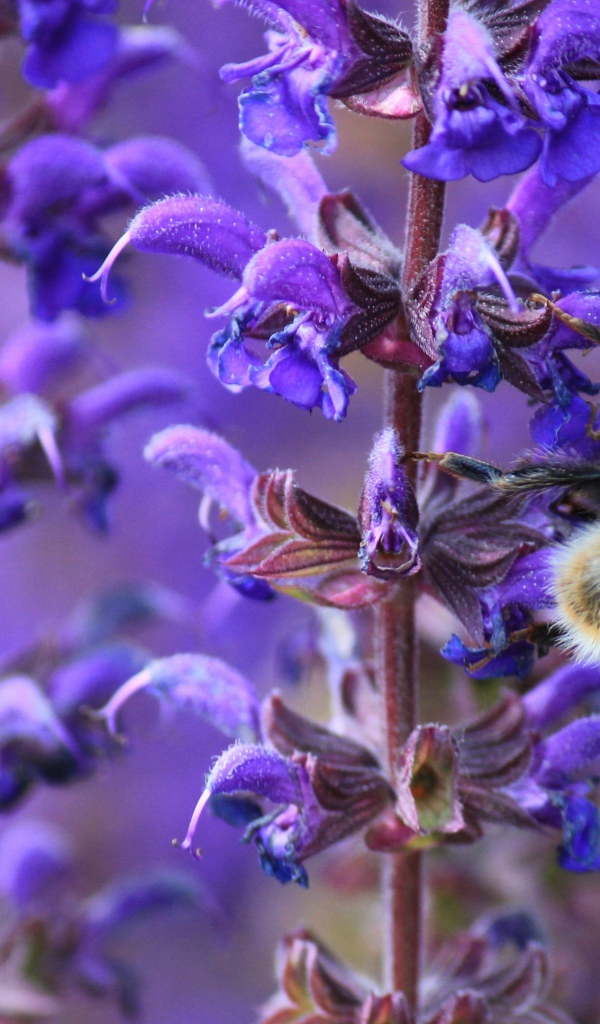 Пчела сидит на синем цветке лаванды