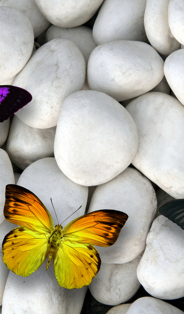 Три разноцветные бабочки на белых камнях 