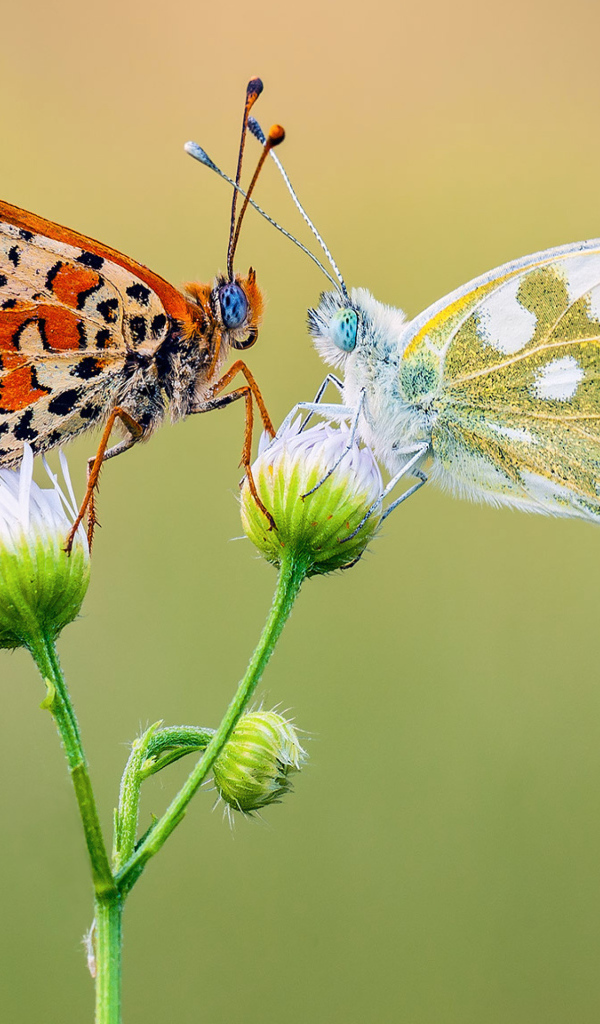 Две красивых разноцветных бабочки на цветке 