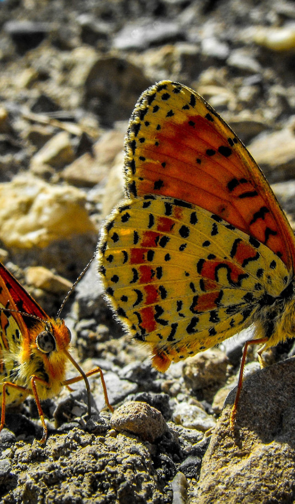 Две бабочки сидят на камне крупным планом