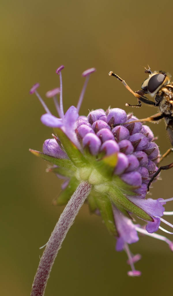Оса сидит на красивом фиолетовом цветке