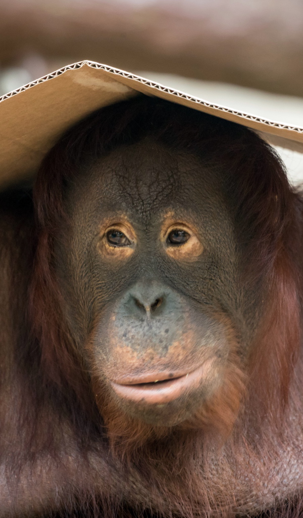 Большой орангутанг сидит с куском картона на голове