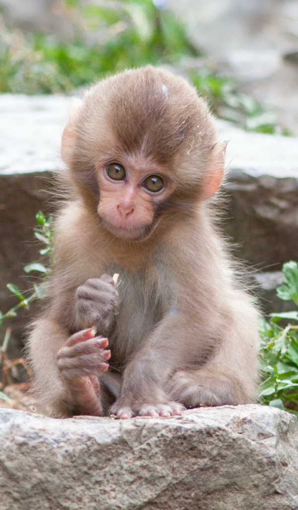 Очаровательная маленькая японская макака сидит на камне 