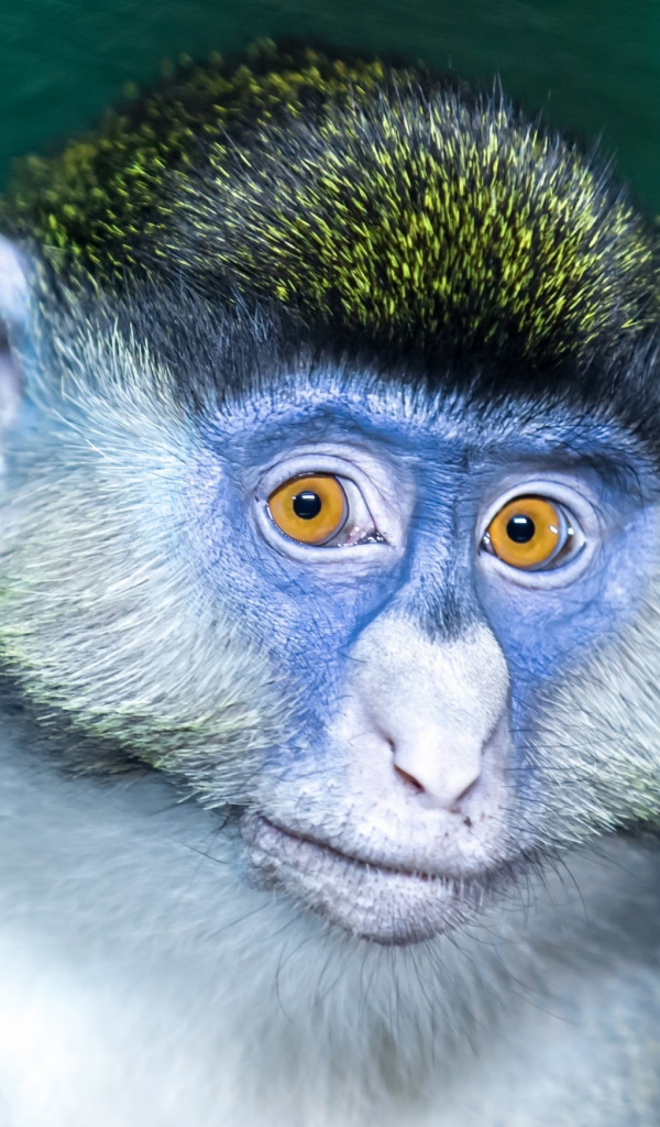 Мартышка с голубой мордой