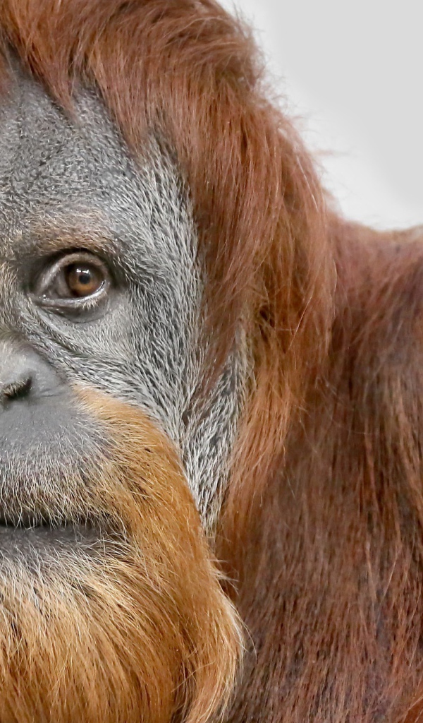 Взгляд большой самки орангутанга 