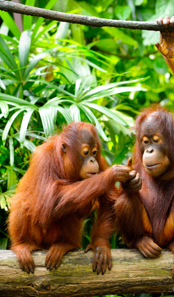 Семья орангутангов сидит на ветке