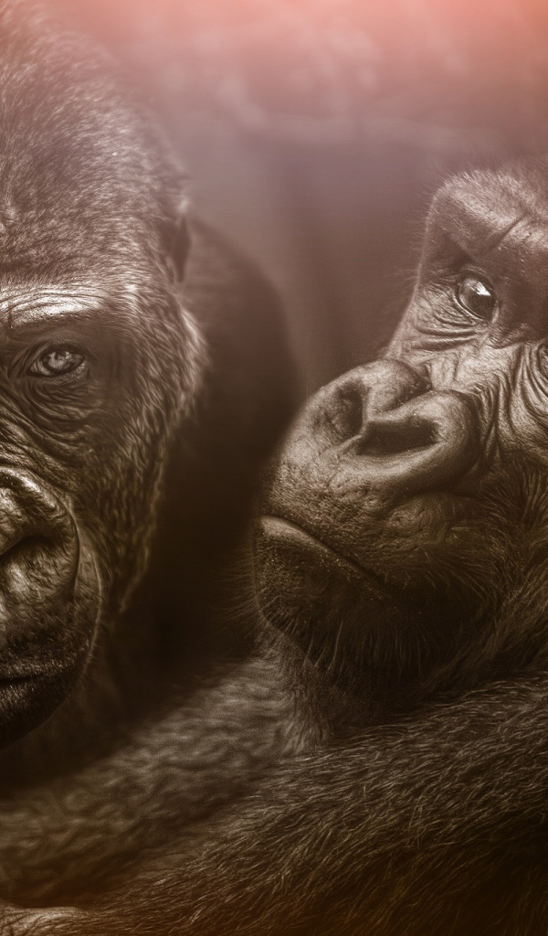 Две большие черные гориллы 