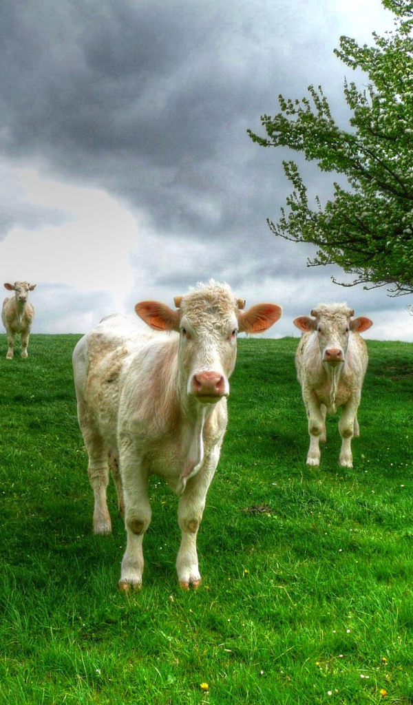 Белые коровы пасутся на зеленом лугу