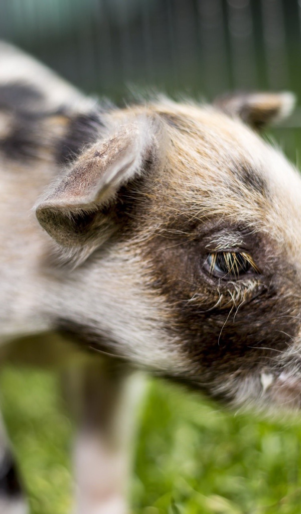 Маленький грустный поросенок 