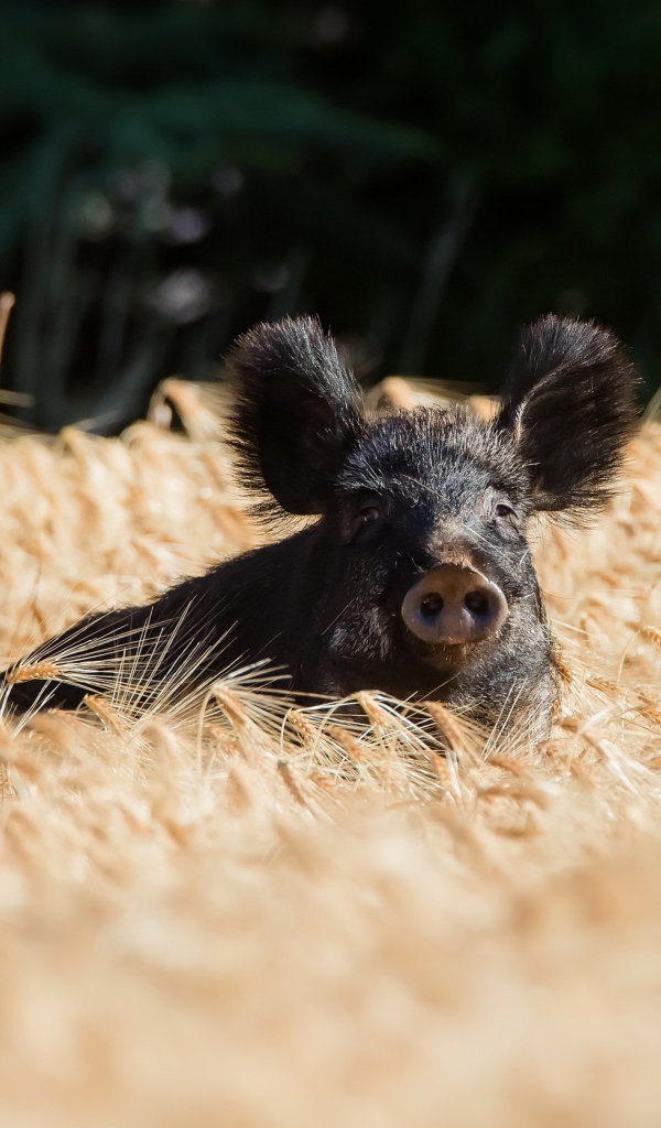 Черный поросенок стоит на поле пшеницы