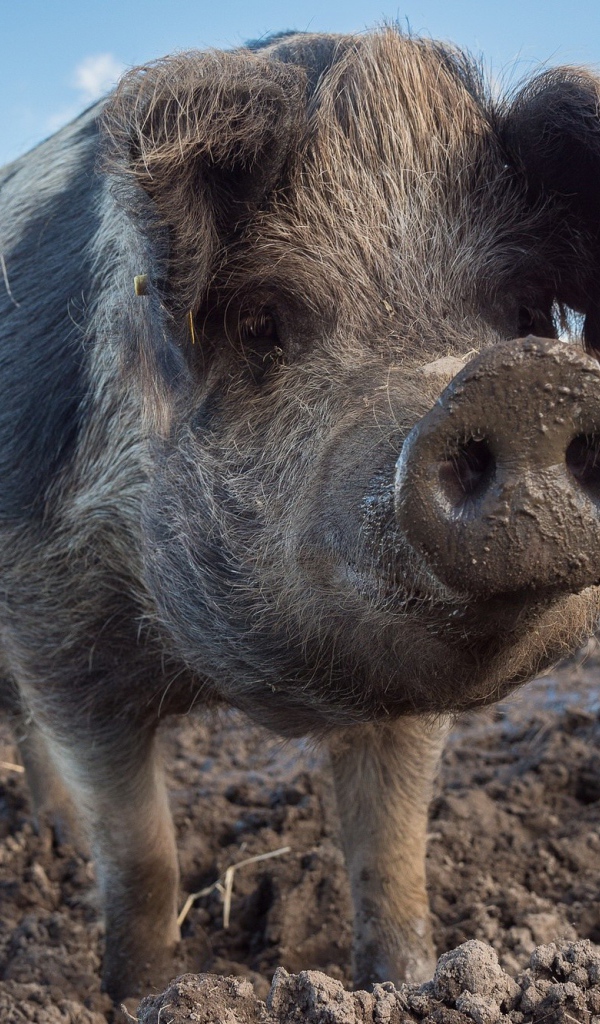 Большая свинья с грязным рылом 