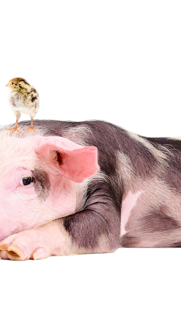 Забавный поросенок с цыпленком на голове 