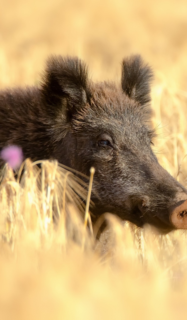 Большой дикий кабан в поле желтой пшеницы летом