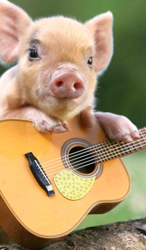 Маленький забавный поросенок с гитарой
