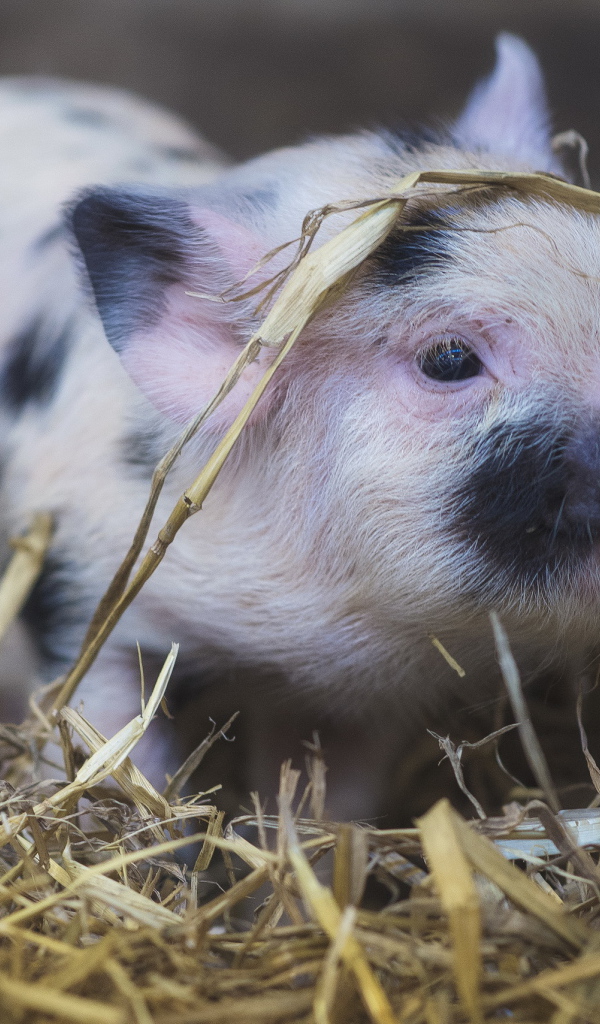 Маленькая домашняя свинка в соломе